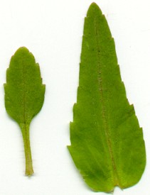 Collinsia_leaves.jpg