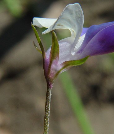 Collinsia_verna_calyx.jpg