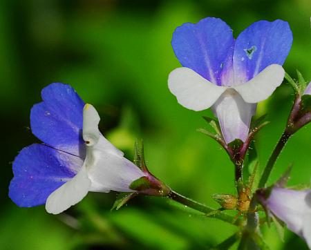 Collinsia_verna_flowers2.jpg