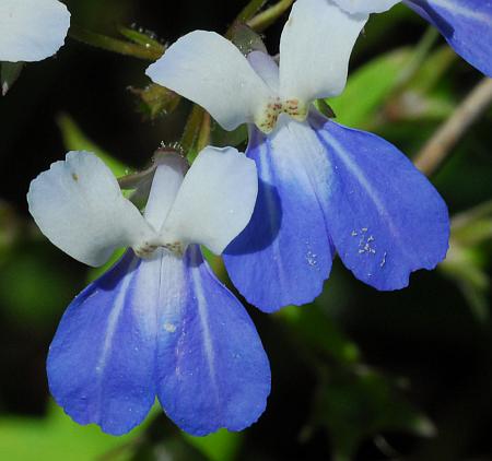 Collinsia_verna_flowers3.jpg