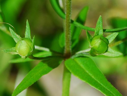 Collinsia_verna_fruits.jpg