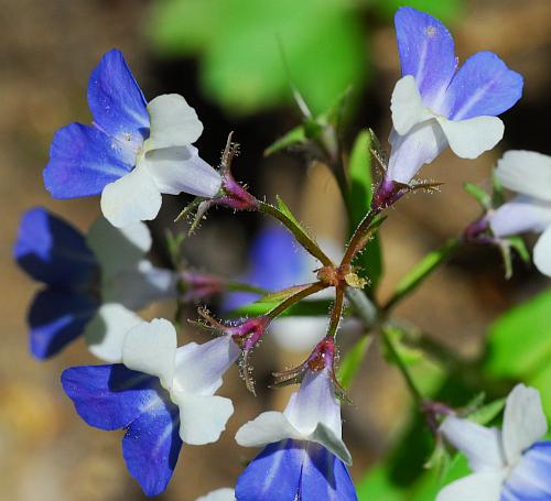 Collinsia_verna_inflorescence.jpg