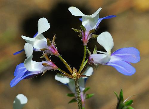 Collinsia_verna_inflorescence2.jpg