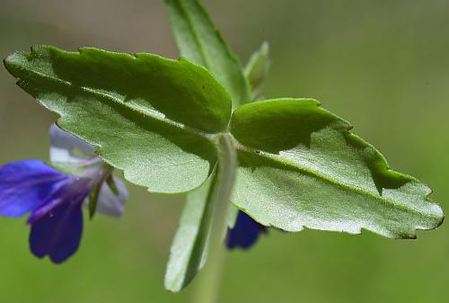 Collinsia_verna_leaf2.jpg