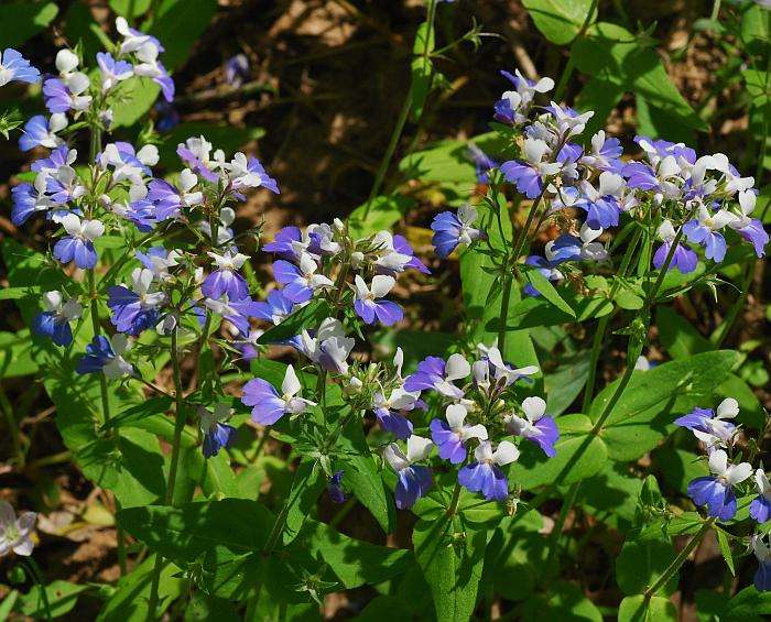 Collinsia_verna_plant.jpg