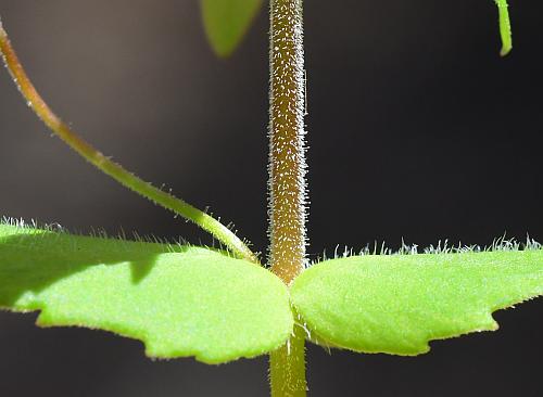 Collinsia_verna_stem1.jpg