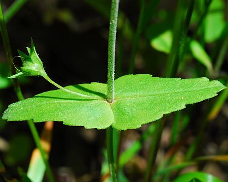 Collinsia_verna_stem2.jpg