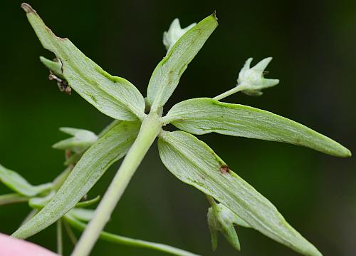 Collinsia_violacea_bracts.jpg