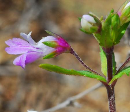 Collinsia_violacea_calyx.jpg