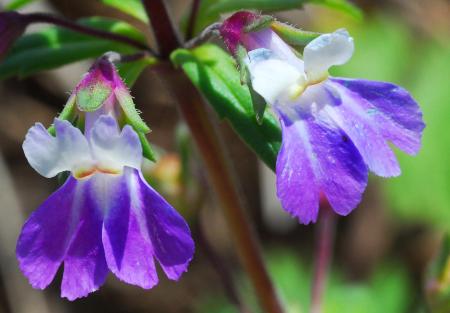 Collinsia_violacea_corollas.jpg