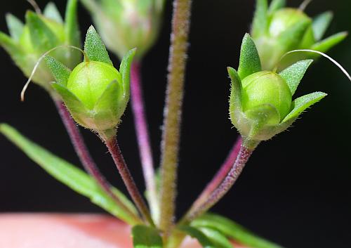 Collinsia_violacea_fruits.jpg