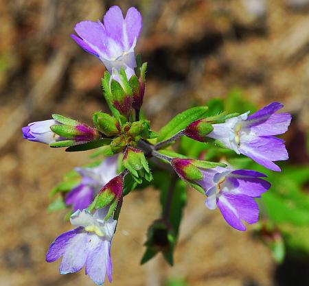 Collinsia_violacea_inflorescence.jpg