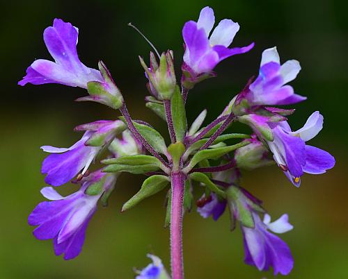 Collinsia_violacea_inflorescence2.jpg