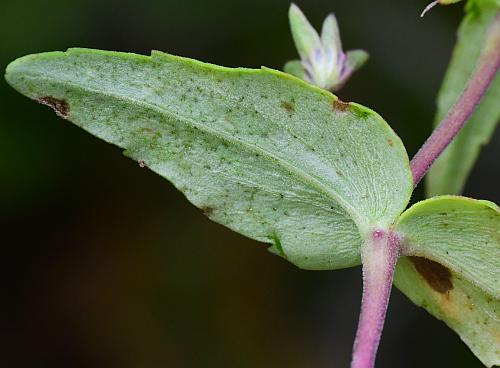 Collinsia_violacea_leaf2.jpg