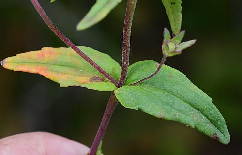 Collinsia_violacea_leaves1.jpg