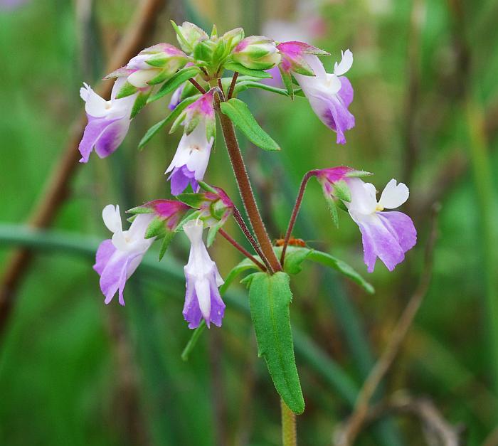 Collinsia_violacea_plant.jpg