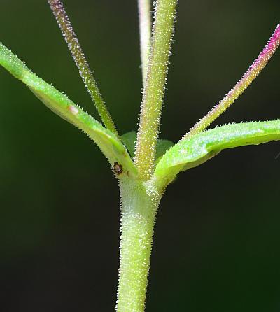 Collinsia_violacea_stem.jpg