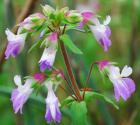 Collinsia violacea thumbnail