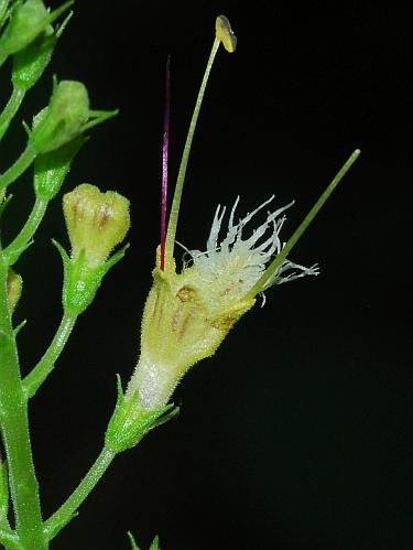 Collinsonia_canadensis_flower.jpg