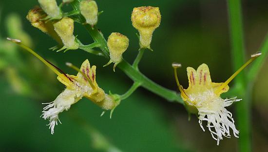 Collinsonia_canadensis_flower2.jpg