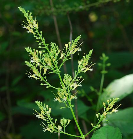 Collinsonia_canadensis_inflorescence.jpg