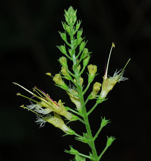 Collinsonia_canadensis_inflorescence2.jpg