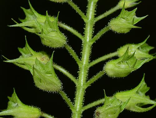 Collinsonia_canadensis_infructescence.jpg