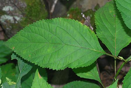 Collinsonia_canadensis_leaf.jpg