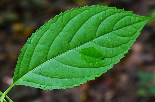 Collinsonia_canadensis_leaf1.jpg