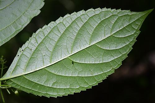 Collinsonia_canadensis_leaf2.jpg