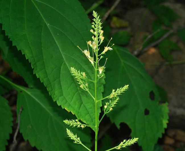 Collinsonia_canadensis_plant.jpg