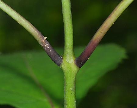 Collinsonia_canadensis_stem.jpg