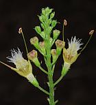 Collinsonia canadensis thumbnail