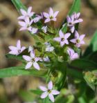 Collomia linearis thumbnail