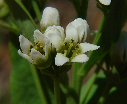 Comandra_umbellata_flower.jpg