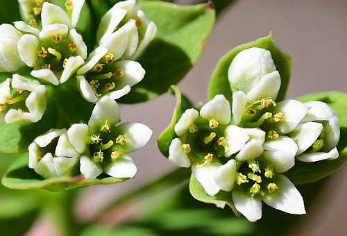 Comandra_umbellata_flowers.jpg