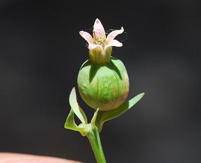 Comandra_umbellata_fruit.jpg