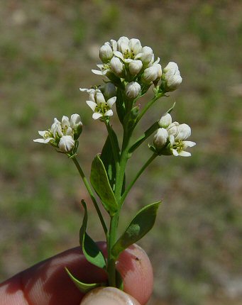 Comandra_umbellata_inflorescence.jpg