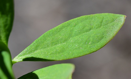 Comandra_umbellata_leaf1.jpg