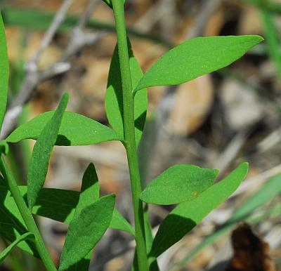 Comandra_umbellata_leaves.jpg