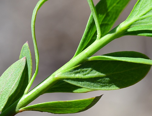 Comandra_umbellata_stem.jpg