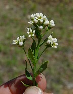 Comandra umbellata thumbnail