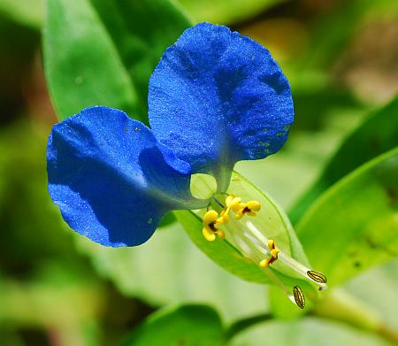 Commelina_communis_flower2.jpg