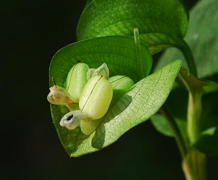 Commelina_communis_fruits.jpg