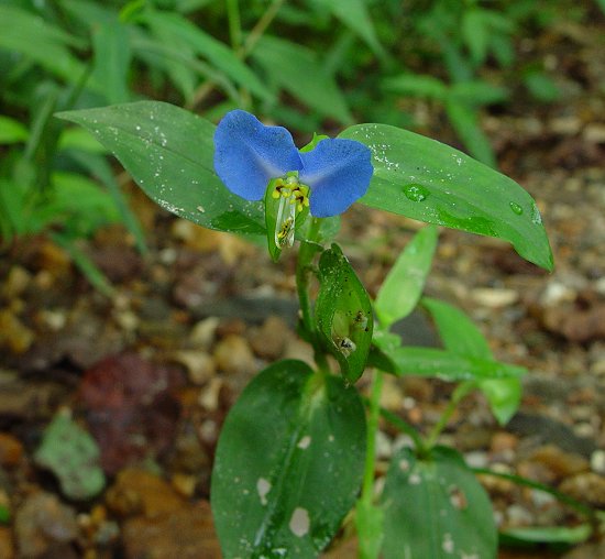 Commelina_communis_plant.jpg