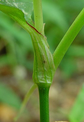 Commelina_communis_sheath.jpg