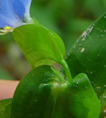 Commelina_communis_spathe.jpg