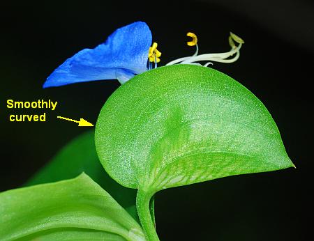 Commelina_communis_spathe3.jpg