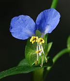 Commelina communis thumbnail