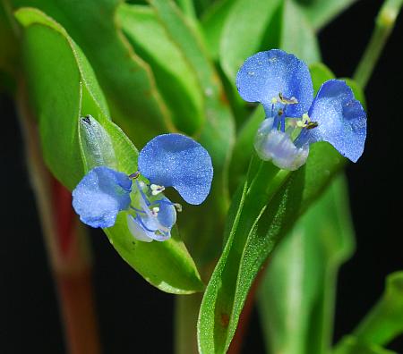 Commelina_diffusa_flowers.jpg